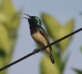 /album/photogallery/variable-sunbird-jpg/